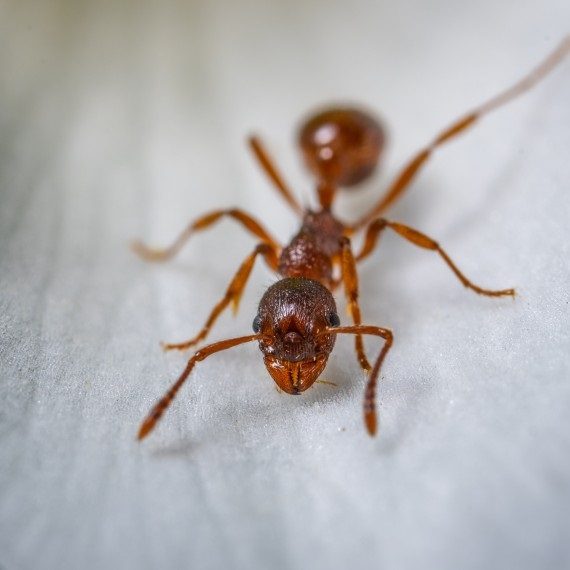 Field Ants, Pest Control in Moorgate, Liverpool Street, EC2. Call Now! 020 8166 9746