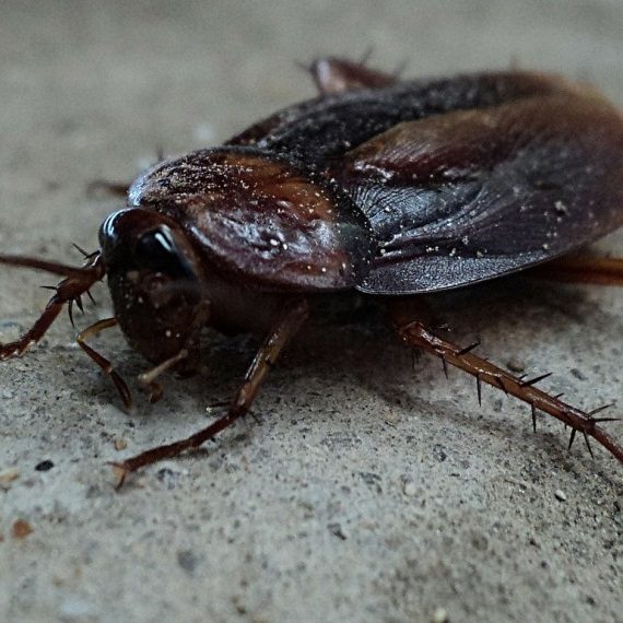 Cockroaches, Pest Control in Moorgate, Liverpool Street, EC2. Call Now! 020 8166 9746