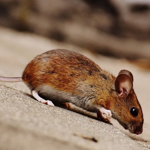 Mice, Pest Control in Moorgate, Liverpool Street, EC2. Call Now! 020 8166 9746