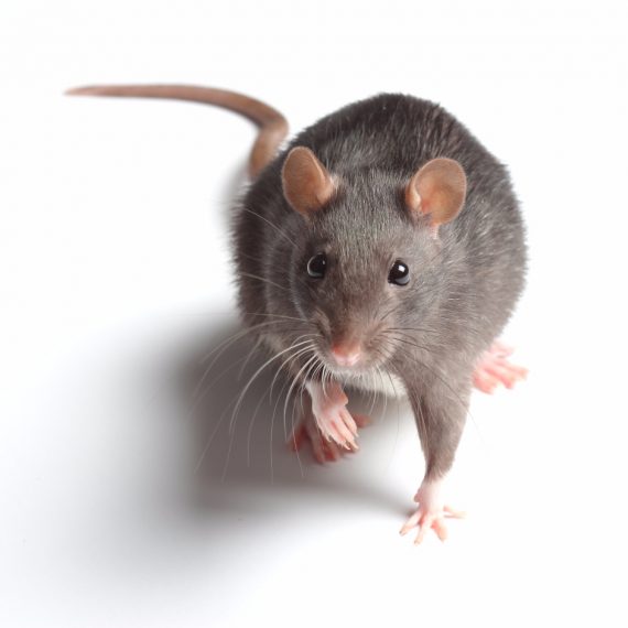 Rats, Pest Control in Moorgate, Liverpool Street, EC2. Call Now! 020 8166 9746