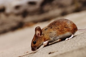 Mice Exterminator, Pest Control in Moorgate, Liverpool Street, EC2. Call Now 020 8166 9746