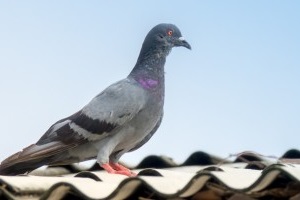 Pigeon Pest, Pest Control in Moorgate, Liverpool Street, EC2. Call Now 020 8166 9746