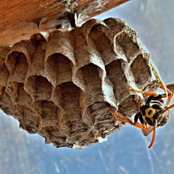 Wasps Nest, Pest Control in Moorgate, Liverpool Street, EC2. Call Now! 020 8166 9746