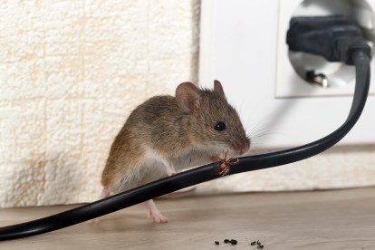 Pest Control in Moorgate, Liverpool Street, EC2. Call Now! 020 8166 9746