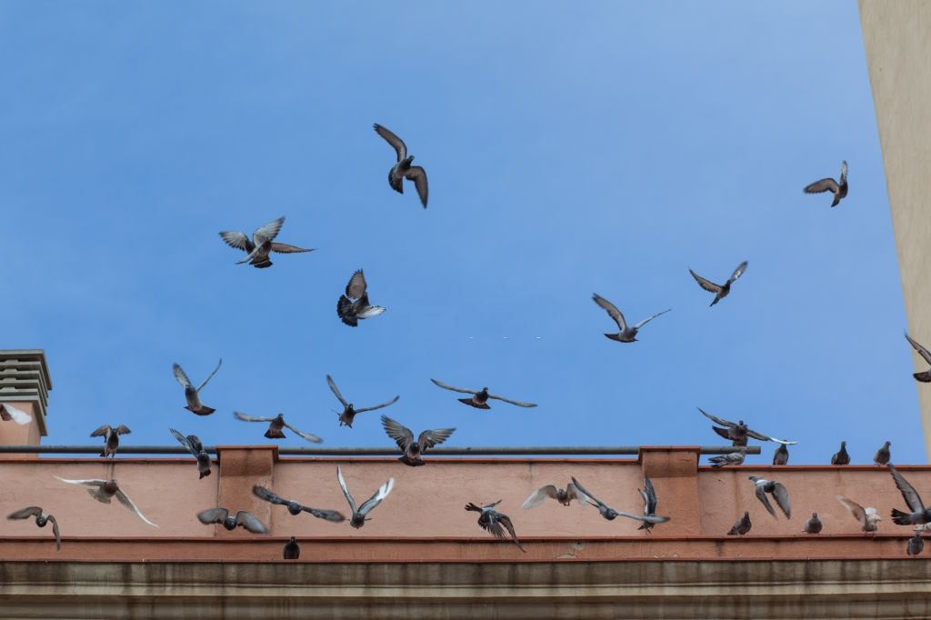 Pigeon Control, Pest Control in Moorgate, Liverpool Street, EC2. Call Now 020 8166 9746