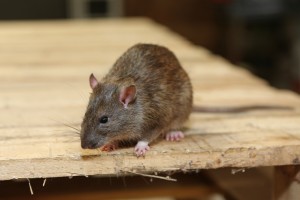 Rodent Control, Pest Control in Moorgate, Liverpool Street, EC2. Call Now 020 8166 9746